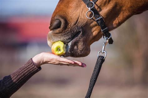 Horse Eating Apple