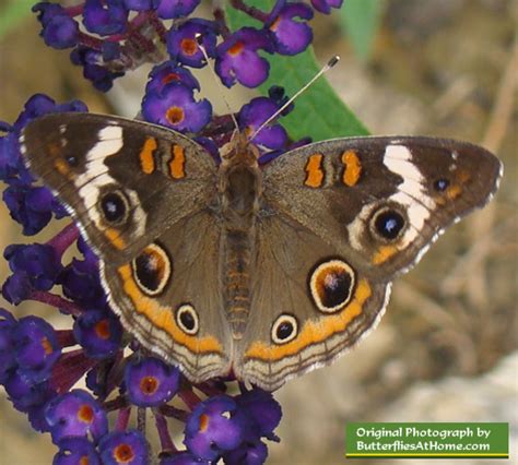 Common Buckeye Butterfly, photos, size, characteristics, host plants, geographical distribution