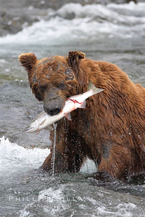 Brown bear eating salmon Phillip Colla Brown bear eating salmon 1 Brown bear eating salmon