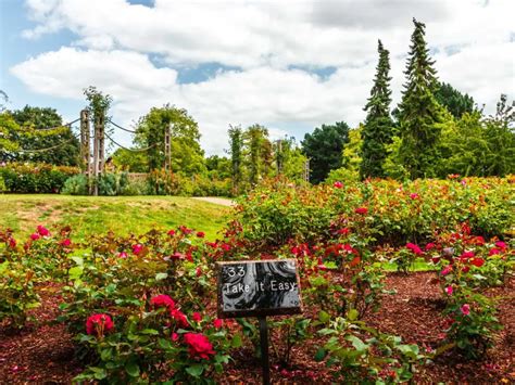 Walking amongst the Regents Park flower gardens - She walks in England