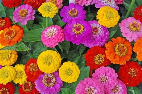 Zinnia Mixed Colors Seeds - Etsy