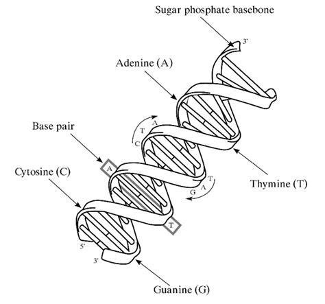 MCAT Review Topic: DNA and ATP - Magoosh MCAT Blog