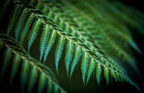 Premium Photo | Close-up of fern