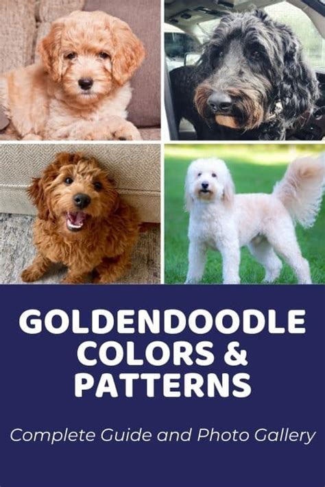 Maltipoo Colors & Coat Patterns: Complete Guide (With Photos) - Doodle ...