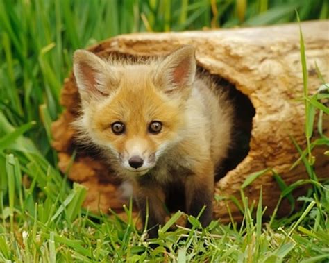 Fox Pup Wallpaper - Free Cute Fox HD Downloads