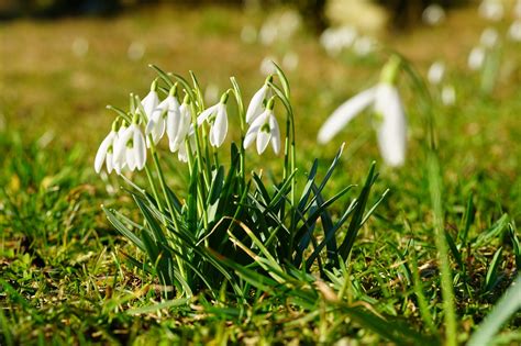 Snowdrops White Flowers Meadow - Free photo on Pixabay - Pixabay