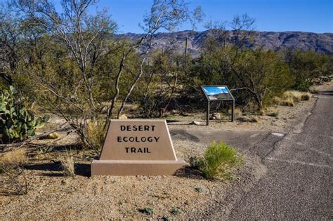 10 Best Hiking Trails In Saguaro National Park (With Maps!) » Parked In ...