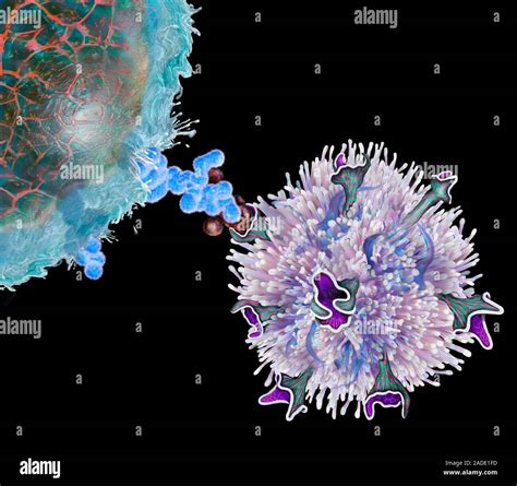 Adoptive T cell therapy. Illustration of an antigen presenting cell ...