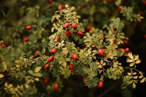 Barberry Plant Guide - Types and Care with Growing and Caring - Go Get Yourself