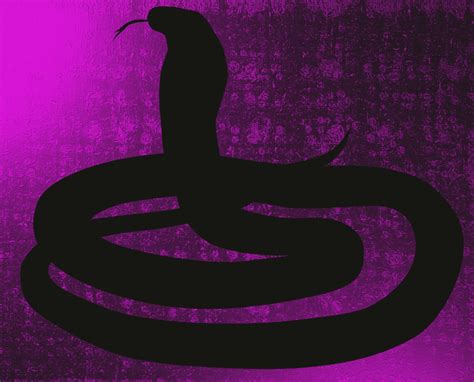 Cobra Snake Poisonous Free Stock Photo - Public Domain Pictures