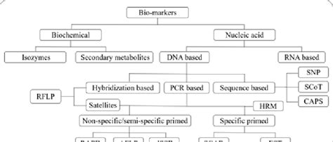 Classification of DNA molecular markers. | Download Scientific Diagram