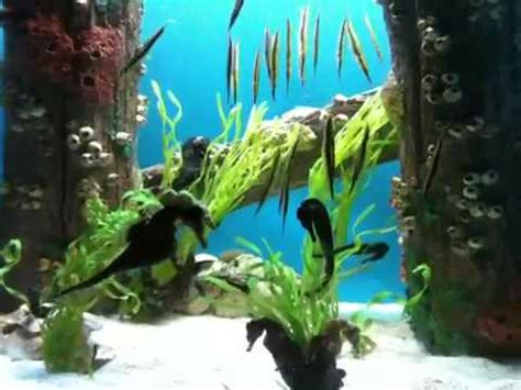 Georgia Aquarium - YouTube