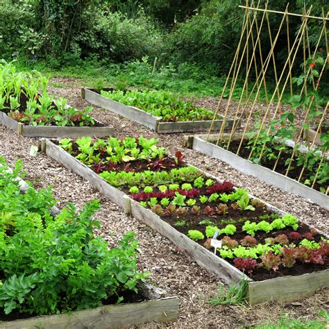 What is Kitchen Gardening? A Step-by-Step Guide | Concave AGRI