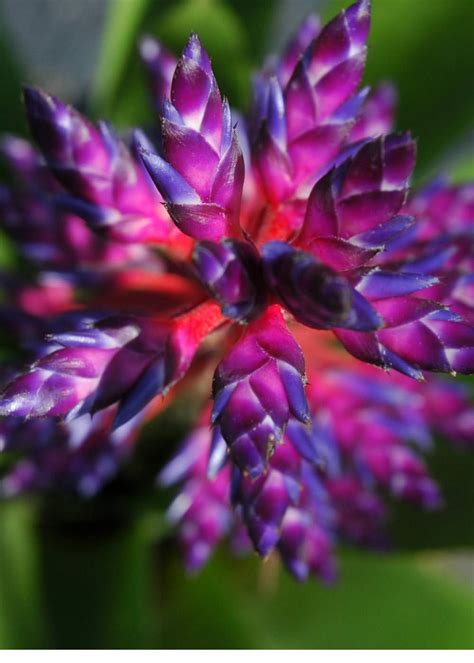 9″ Blue Tango (P.) – Bullis Bromeliads