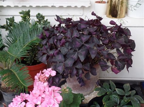 Oxalis triangularis: dormancy care – HOUSEPLANTHOUSE