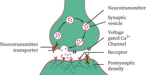 Synaptic Knob | bartleby