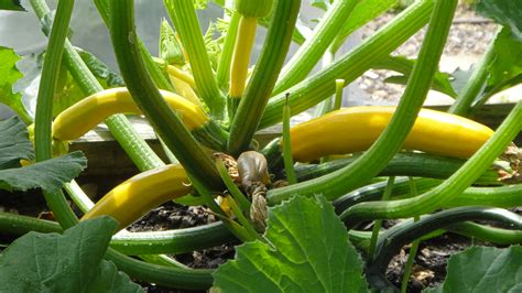 Harvesting and Storing Garden Vegetables - Indiana Yard and Garden ...