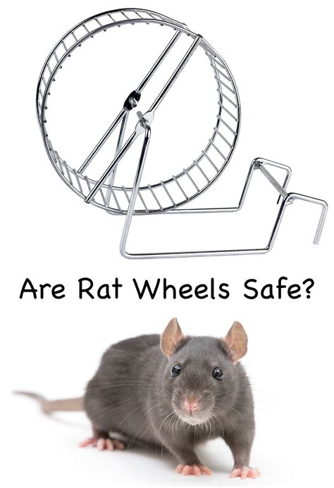 Should You Buy A Rat Wheel For Your Furry Friend? Let's find out...