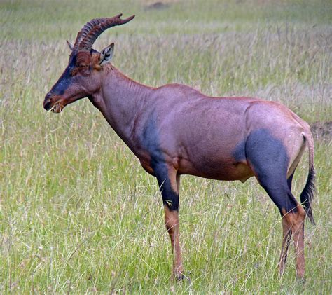 Topi Antelope Photograph by Tony Murtagh