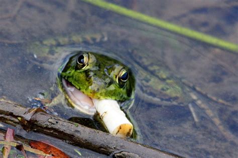 Frog With Cigarette Stock Photo - Download Image Now - iStock