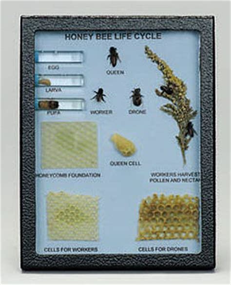 Life Cycle Of Honey Bee Queen | The Life of Bee