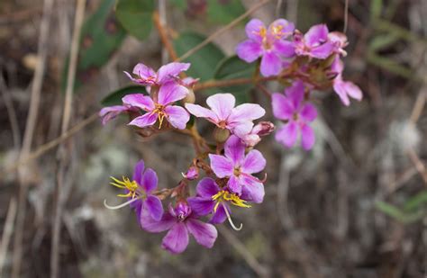 Amazon Orchid Facts - Rainforest Cruises