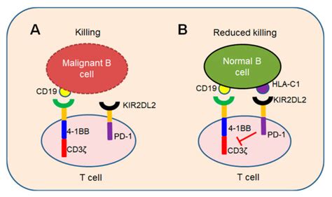 CD19-CAR-T Cells | Encyclopedia MDPI