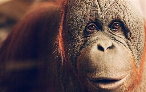 512+ Wallpaper Orang Hutan Images - MyWeb