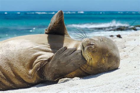 Species on the brink: Monk Seals