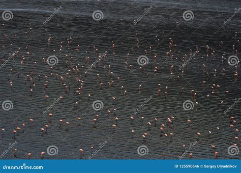 Lesser Flamingos. Flamingos on the Water of Lake Natron at Sunset. Aerial View. from Above Stock ...