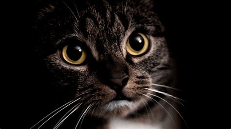 Yellow Eyes Black Cat In Black Background 4K HD Cat Wallpapers | HD Wallpapers | ID #66392