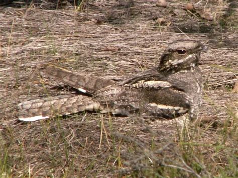 Nightjar Bird Facts (Caprimulgus europaeus) | Bird Fact