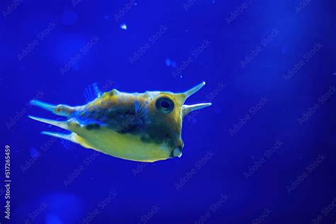 Long horn cow fish also called the horned boxfish, family ostraciidae ...