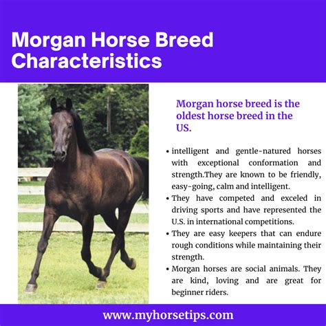 Morgan Horse Characteristics