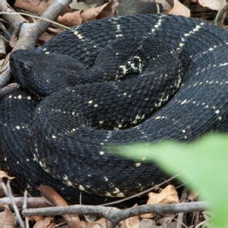 Arizona Black Rattlesnake Facts and Pictures