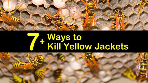 Clever Tricks for Yellow Jacket and Wasp Control