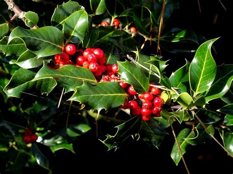 Poisonous berries – Southwick Country Park Nature Reserve