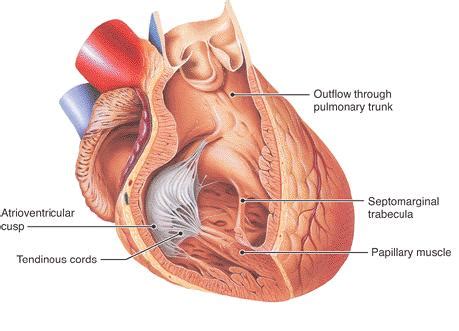 Papillary muscle - wikidoc