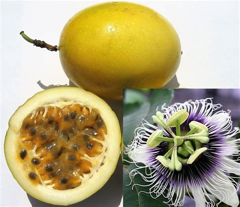 10 YELLOW PASSION FRUIT Vine Passiflora Edulis Flavicarpa | Etsy