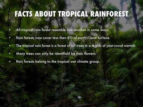 9 Interesting Facts About The Amazon Rainforest Youtube - ZOHAL