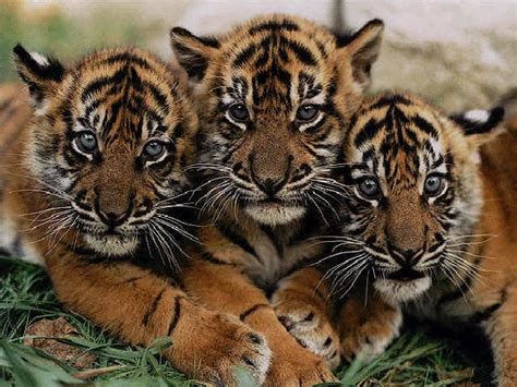 WWF - ENDANGERED ANIMALS