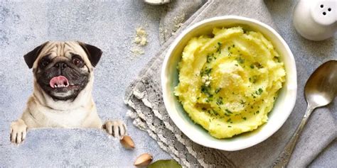 Can Dogs Eat Mashed Potatoes? Yes, but Here's the Thing...