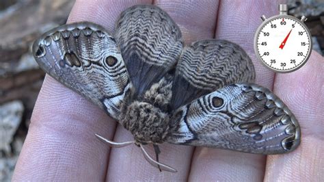 Moth life cycle: Italian Owlet Moth (Acanthobrahmaea europaea) one ...