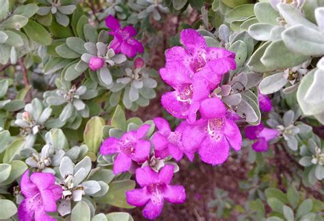 How To Grow And Care For Texas Sage Shrub