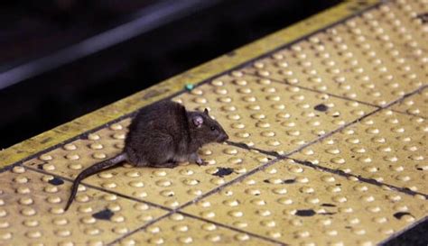 Rats And Pittsburgh Restaurants: A Dangerous Situation - Garden-and ...