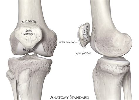 Anatomy Standard - Drawing Knee joint and patella: anterior and medial ...