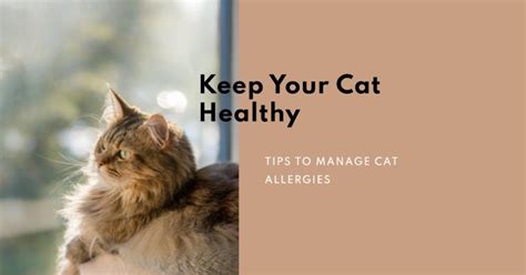 Maine Coon Persian Mix Allergies: How to Keep Your Cat Healthy