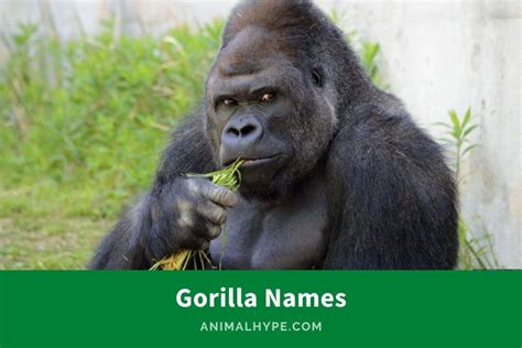 374 Cheeky Gorilla Names for Your Jungle Buddy - Animal Hype