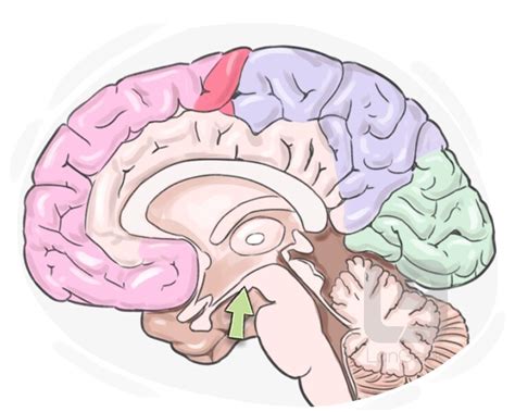 Definition & Meaning of "Mammillary body" | LanGeek