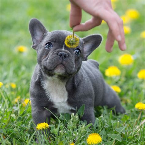 Blue French Bulldog - The Ultimate Guide - French Bulldog Breed